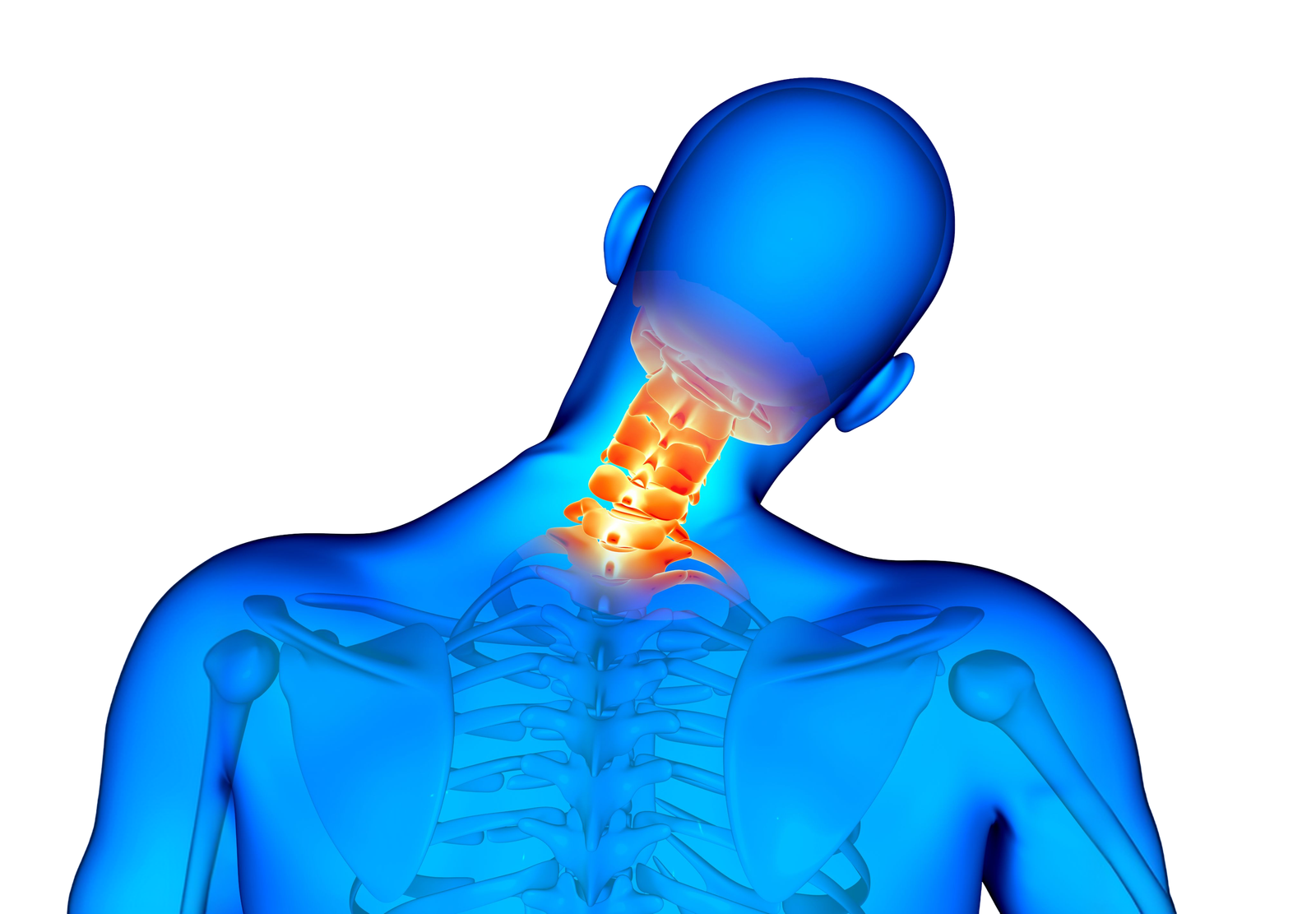 Highlighted spine and neck anatomy